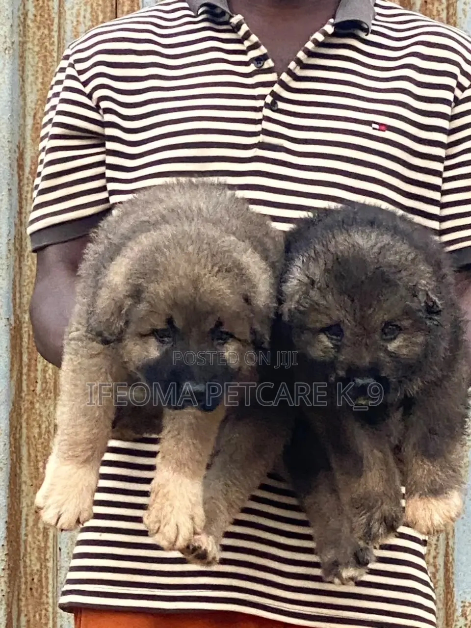 1-3 months Female Purebred Caucasian Shepherd