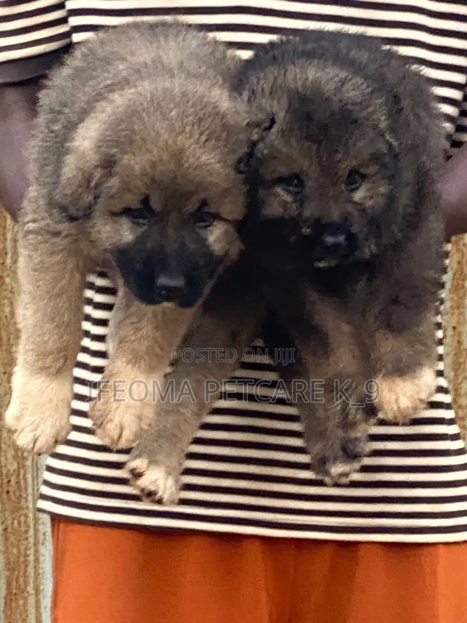 1-3 months Female Purebred Caucasian Shepherd