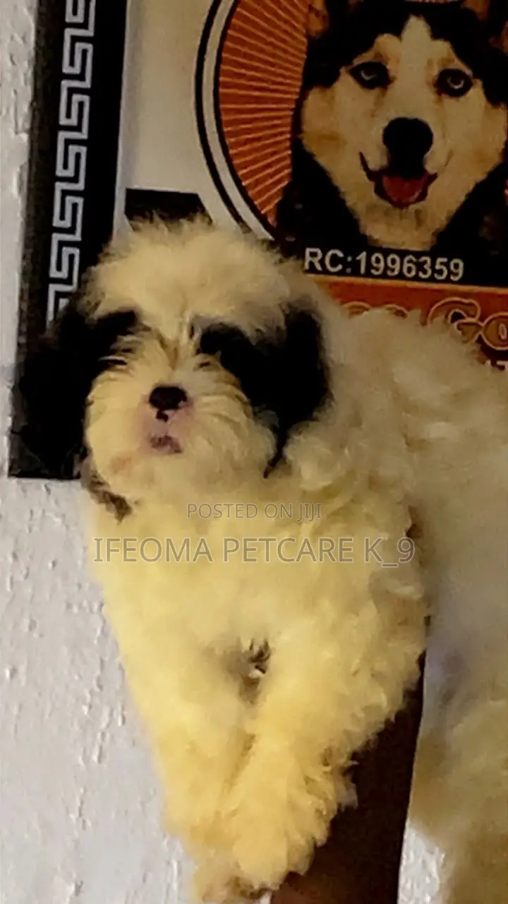 1-3 months Female Purebred Lhasa Apso