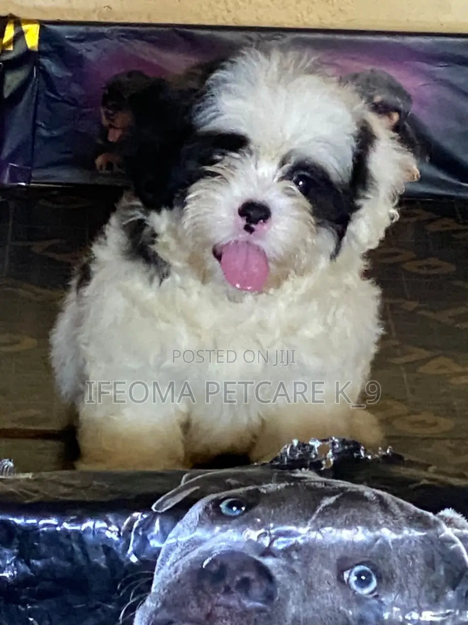 1-3 months Female Purebred Lhasa Apso