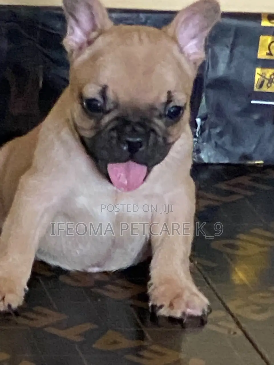 1-3 months Female Purebred French Bulldog