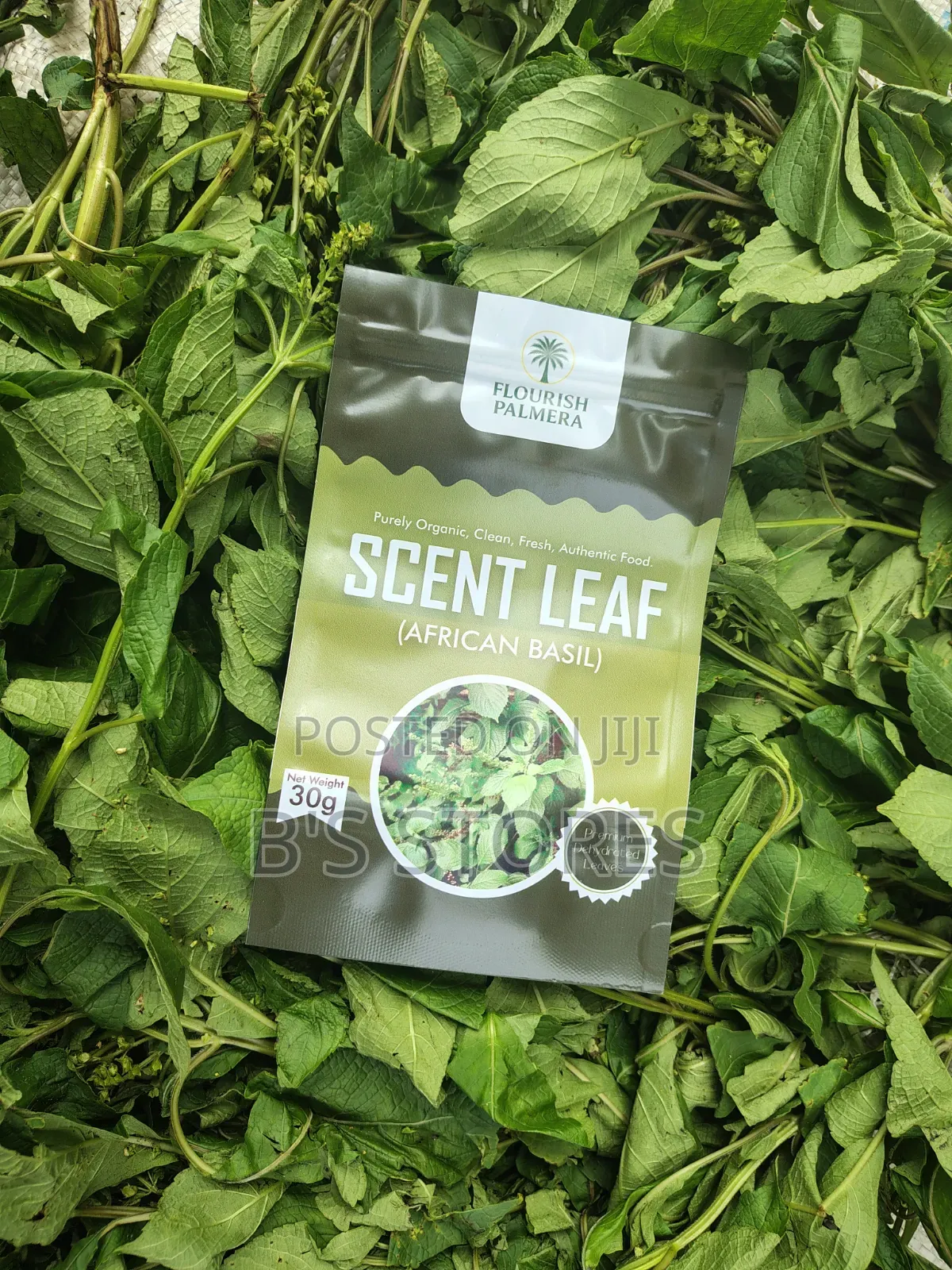 Dried Scent Leaf | Ocimum Gratissimum | African Basil