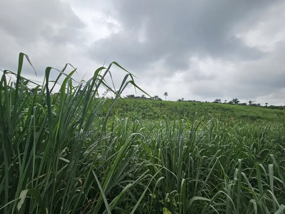 4 Acres of Farmland for Sale