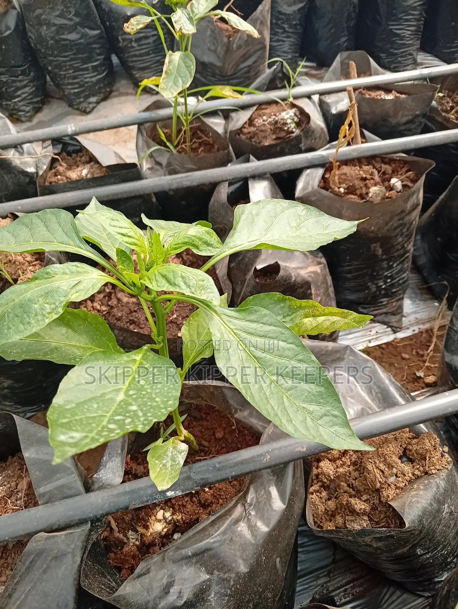 Greenhouse Construction