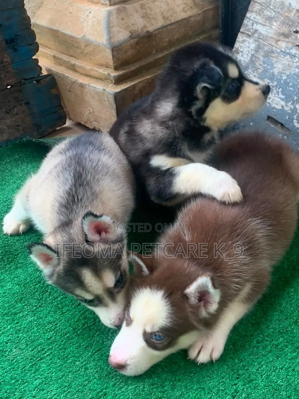 1-3 months Female Purebred Siberian Husky