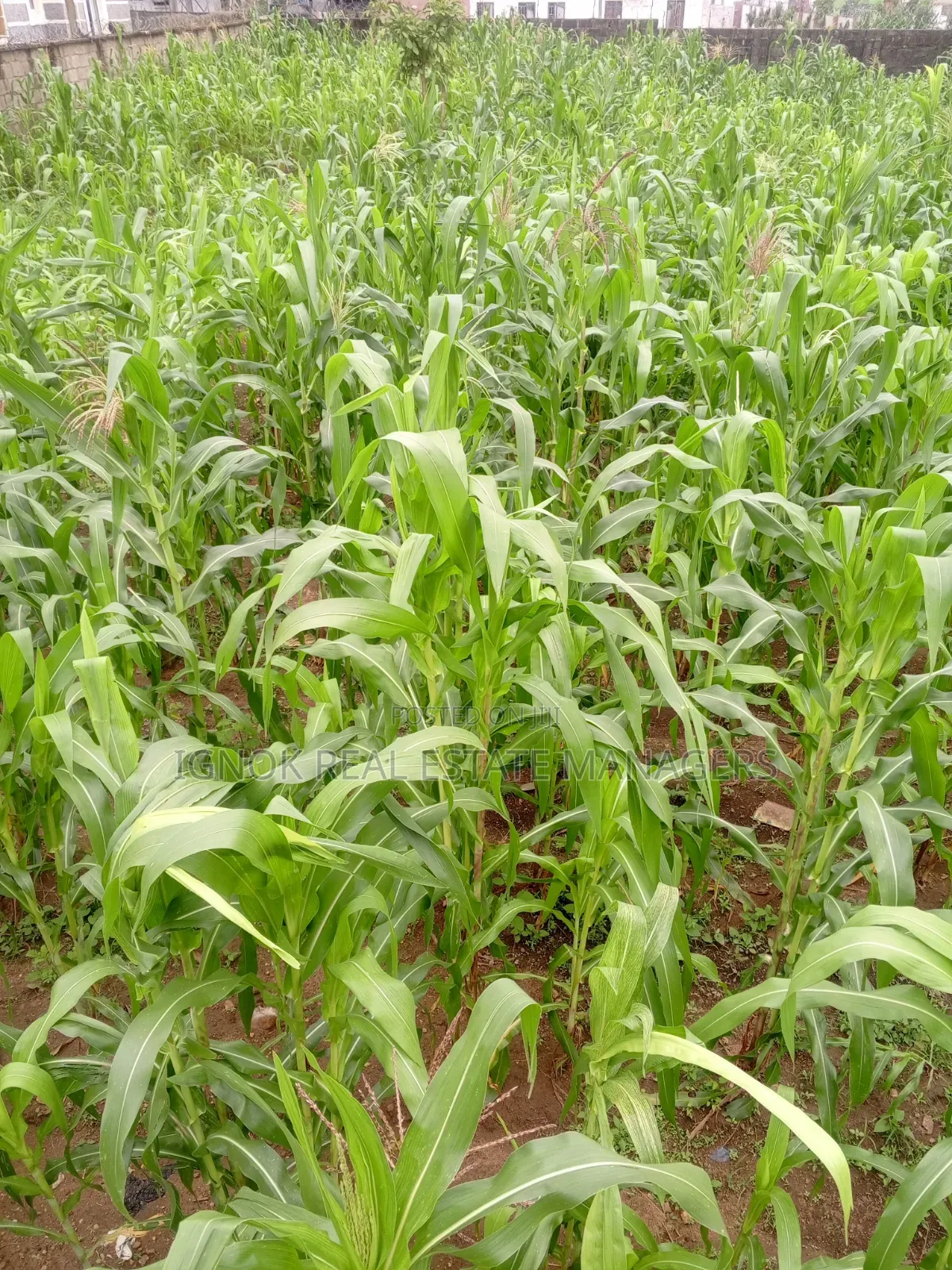 1000sqm Land Dape District