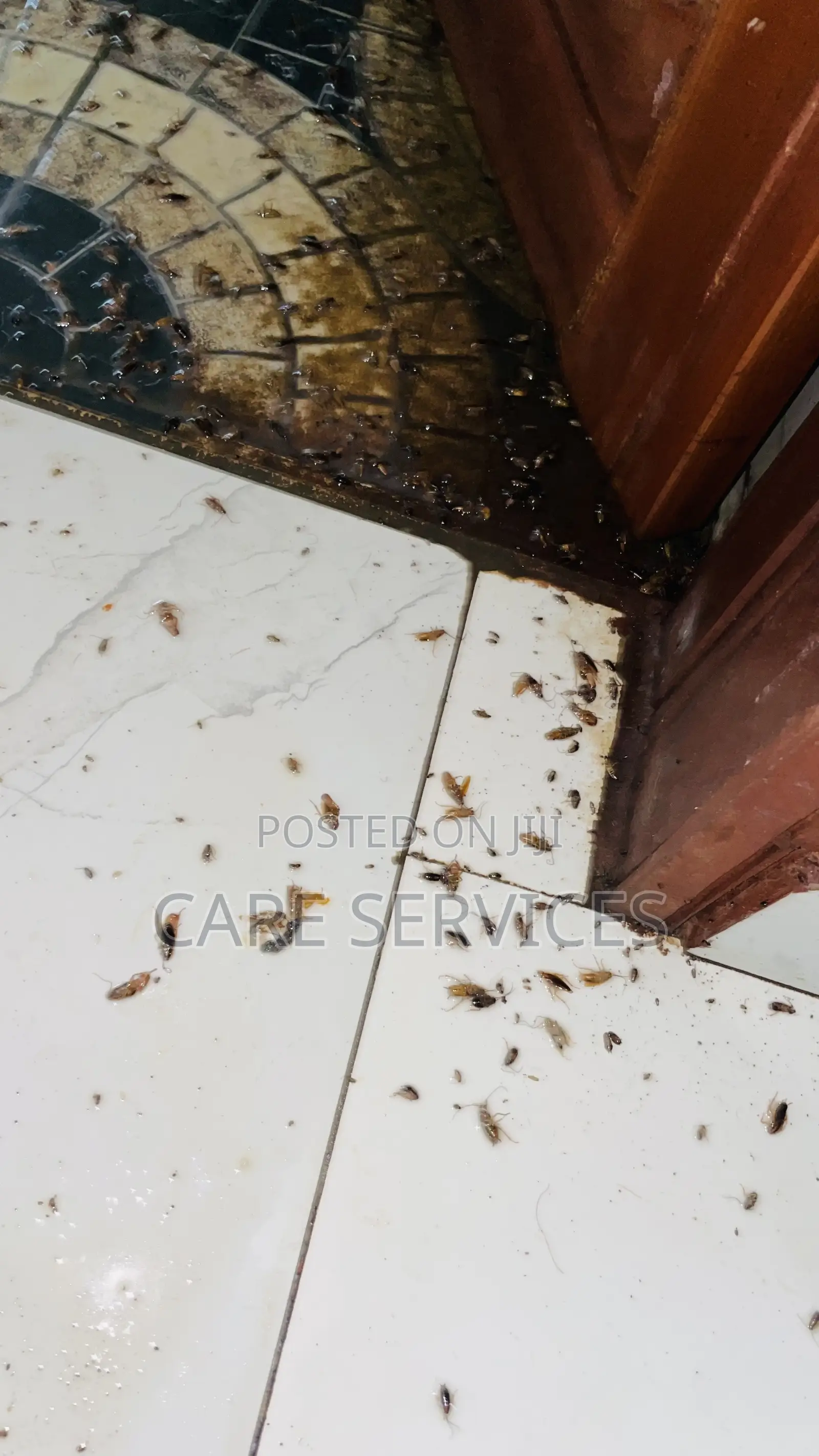 Best After Cockroaches Control Services