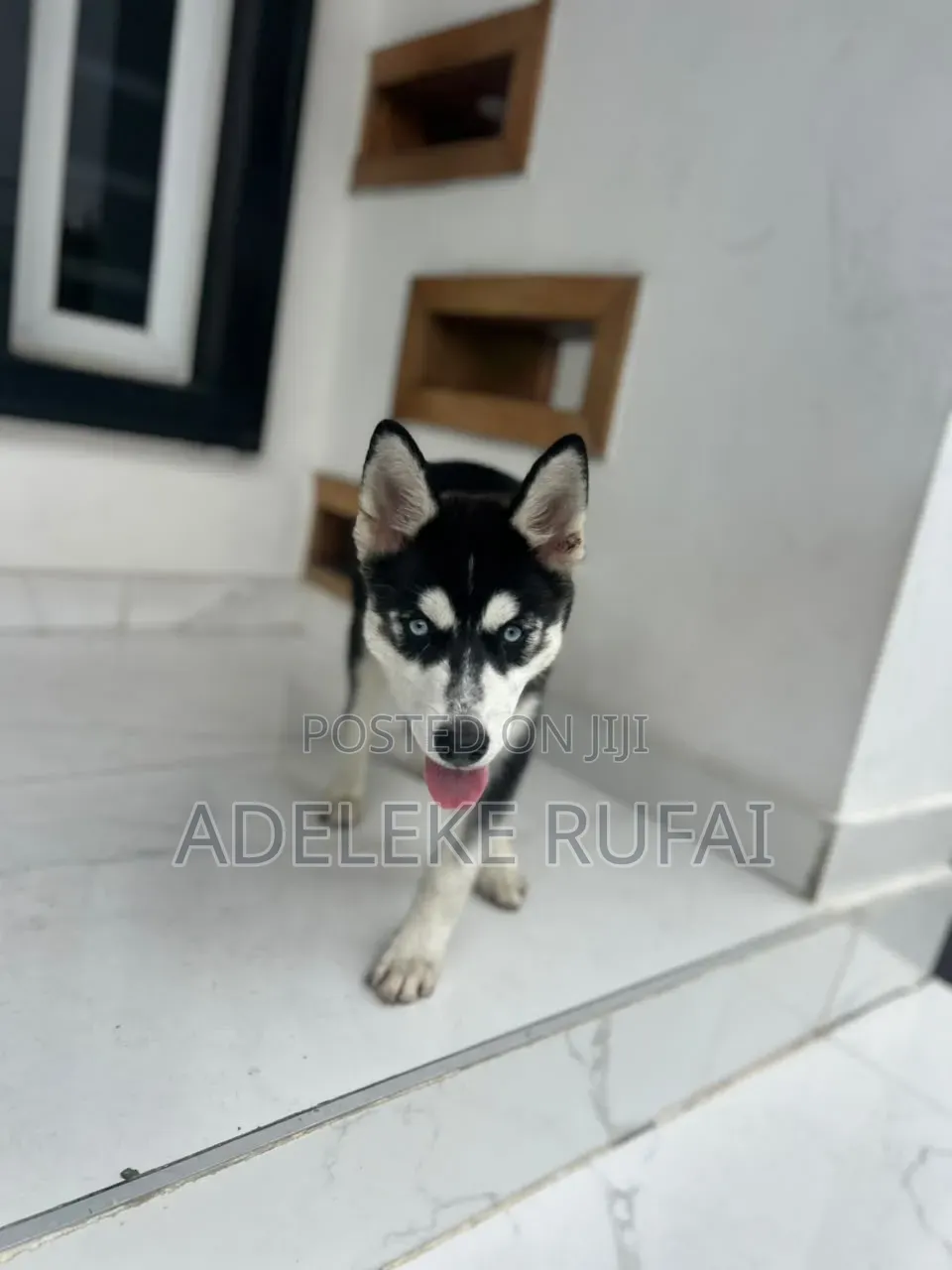 3-6 months Female Purebred Siberian Husky