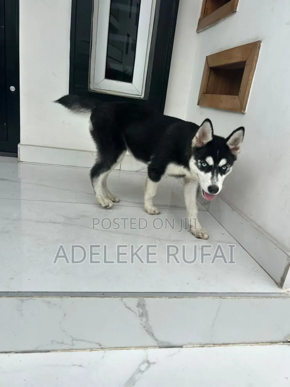 3-6 months Female Purebred Siberian Husky