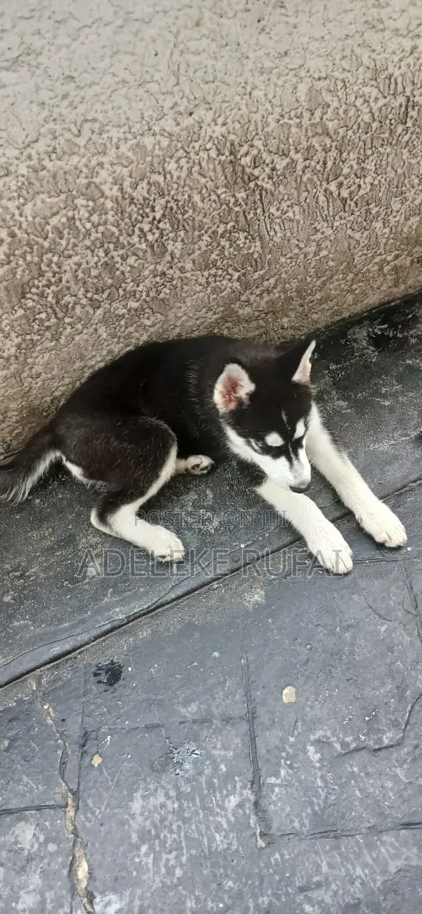 3-6 months Female Purebred Siberian Husky