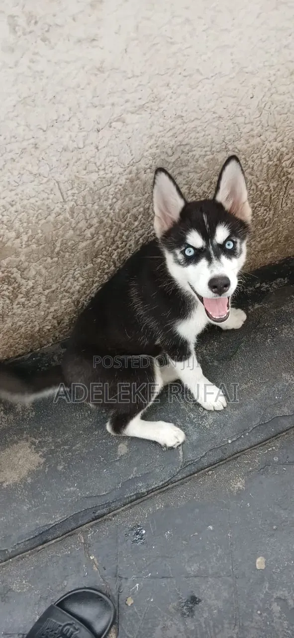3-6 months Female Purebred Siberian Husky