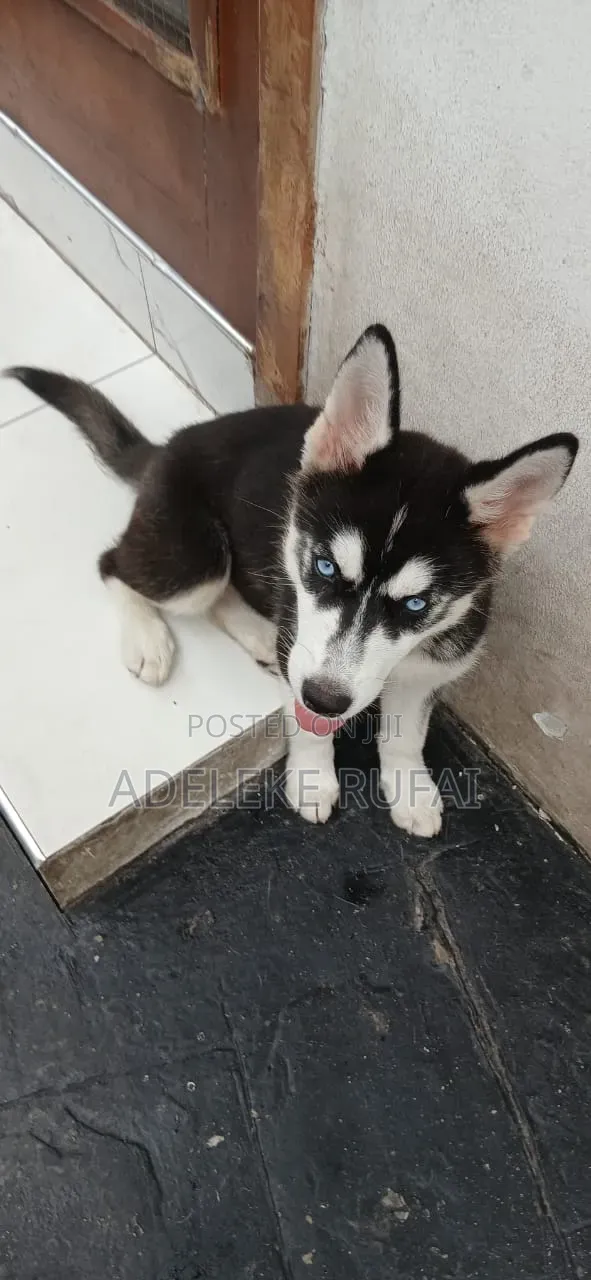 3-6 months Female Purebred Siberian Husky