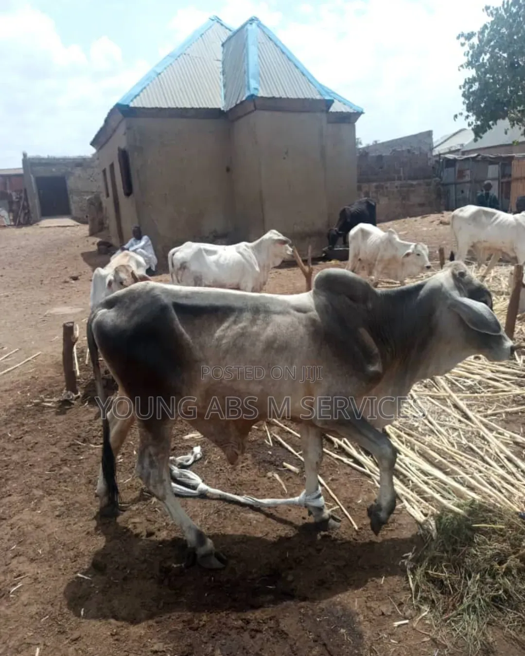 White and Color Black Cow