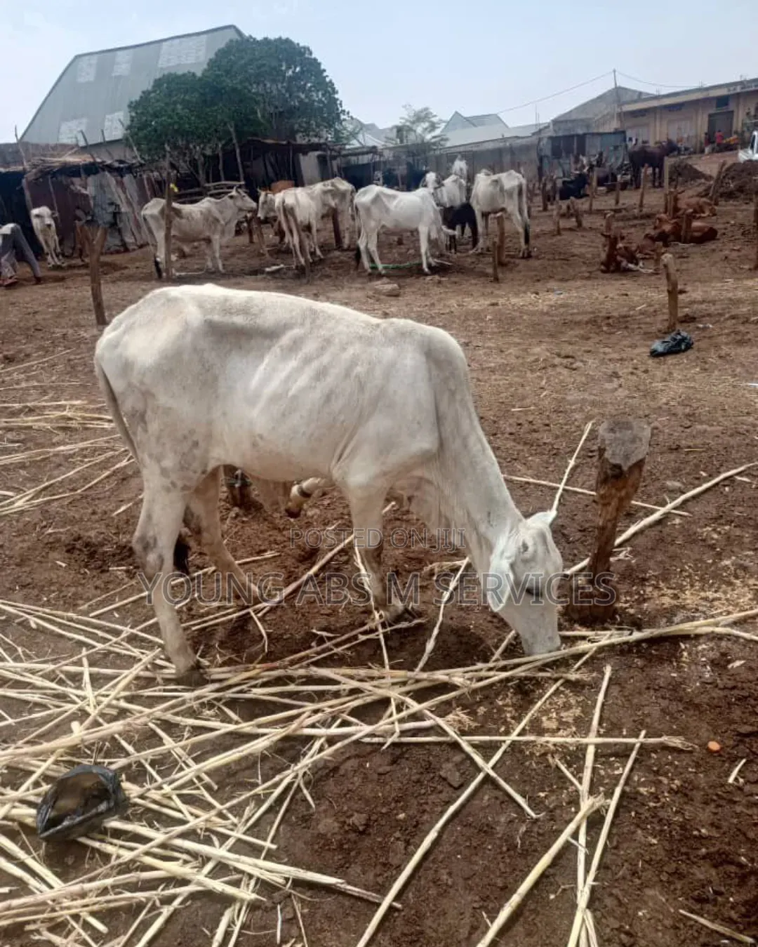 Healthy Bukolo Cow