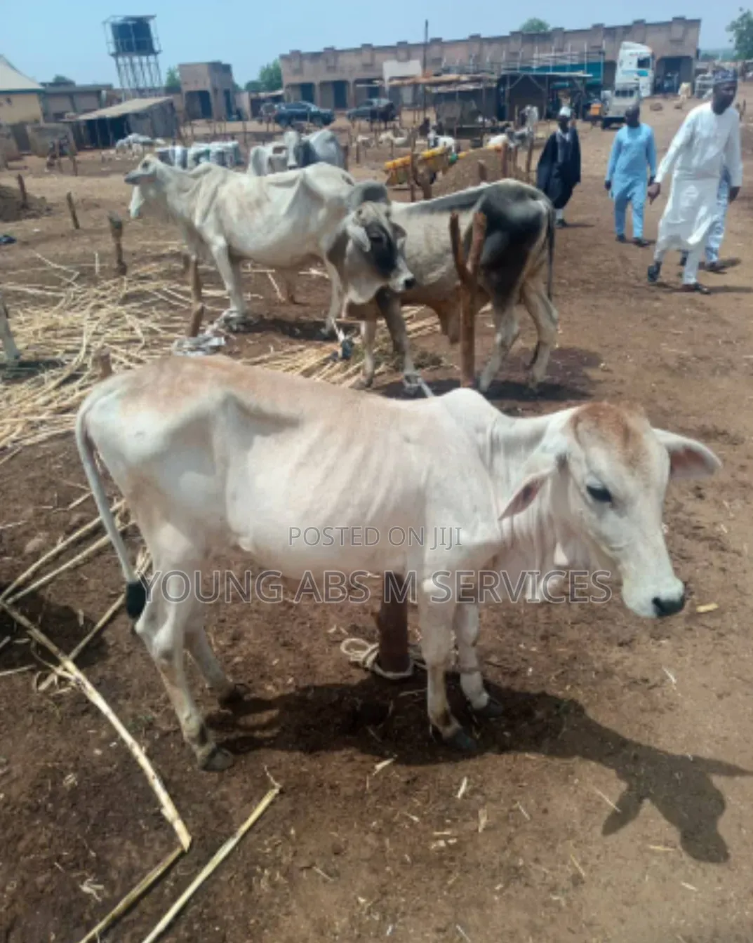Cow for Breeding