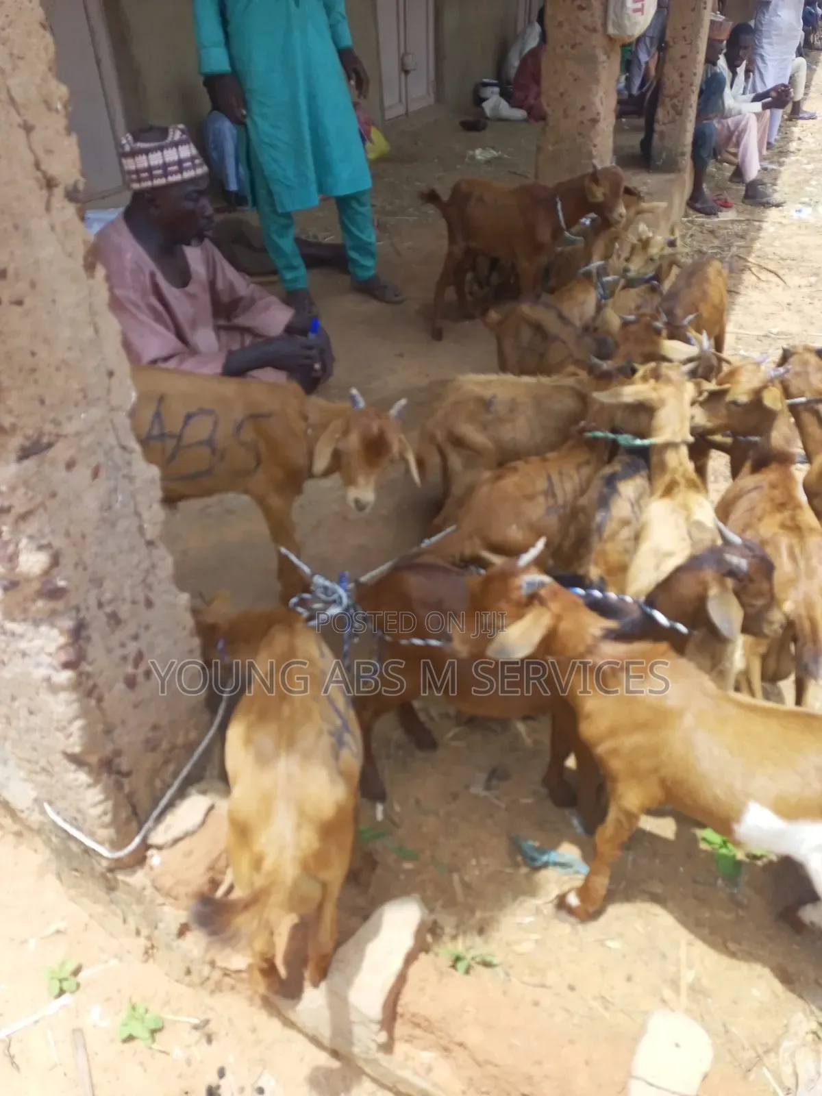 20 He and She Goats