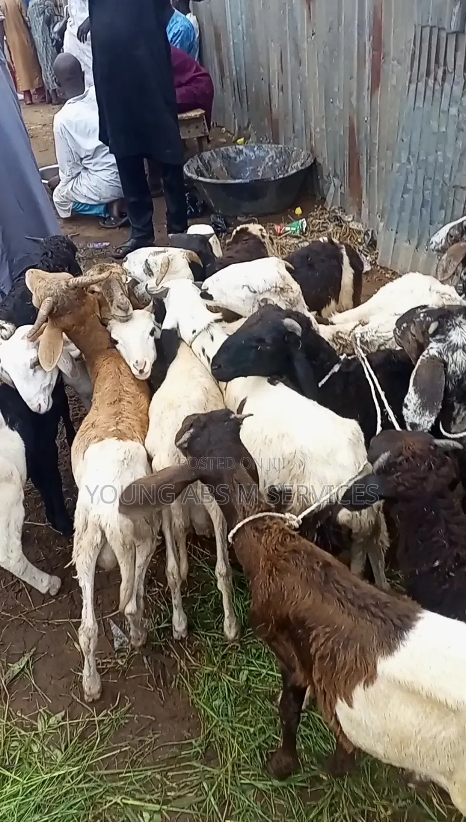 20 Pieces of Huda Rams