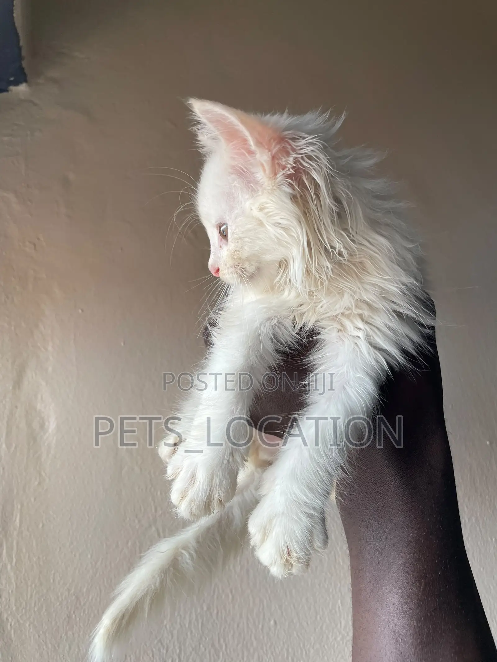 1-3 months Female Purebred Persian