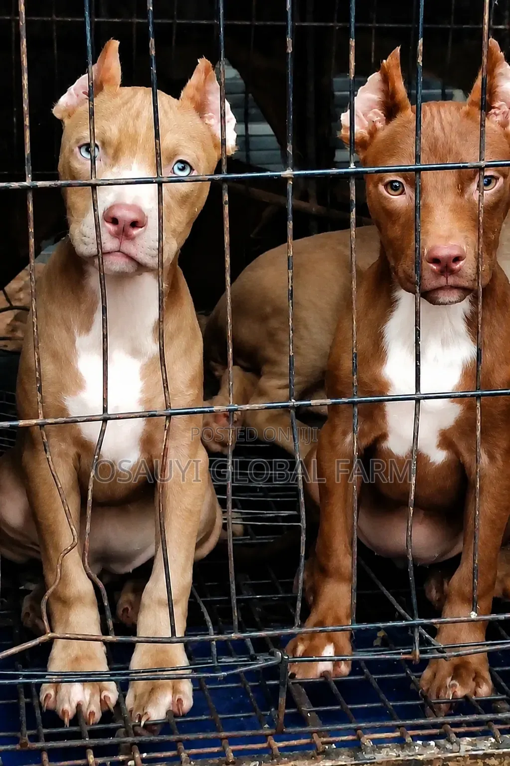 1-3 months Female Purebred American Pit Bull Terrier