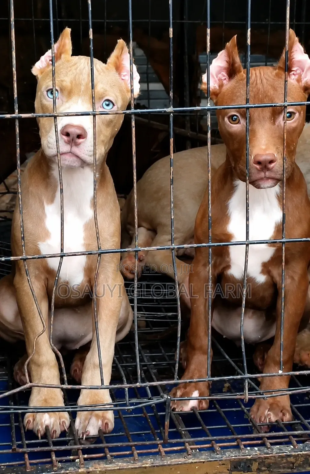 1-3 months Female Purebred American Pit Bull Terrier