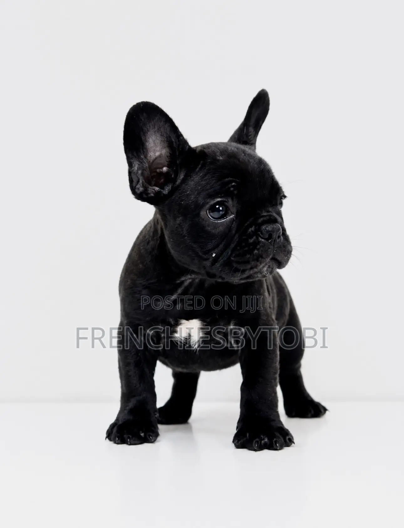 1-3 months Male Purebred French Bulldog
