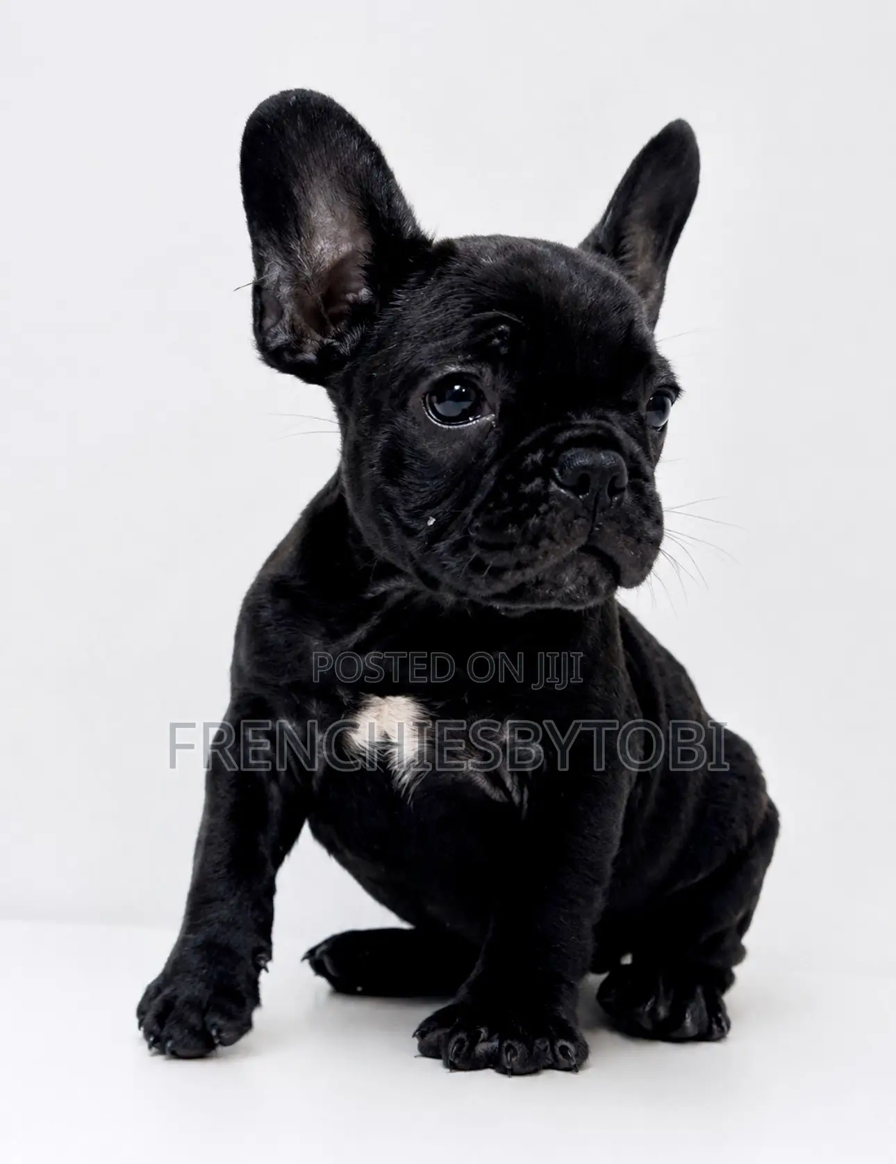 1-3 months Male Purebred French Bulldog