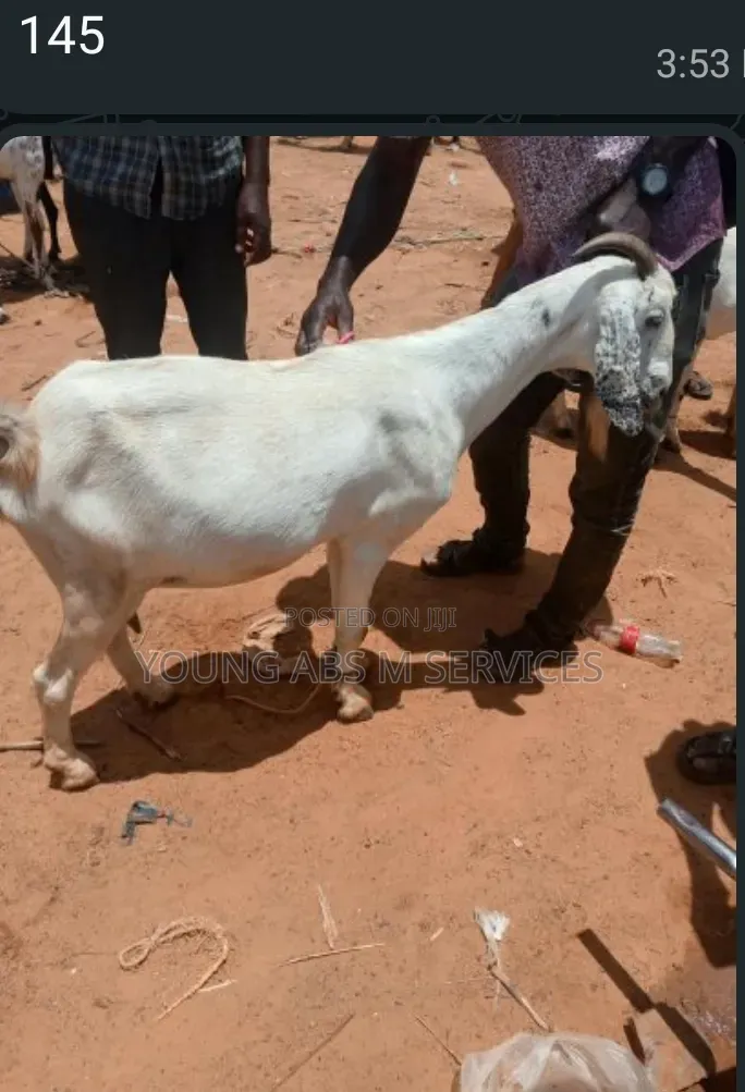 Female Sahilian Goats
