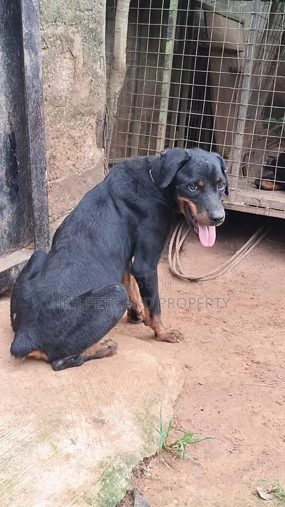 1+ year Male Purebred Rottweiler