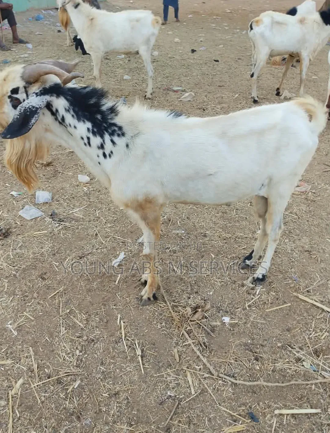 Male Sahilian Goats