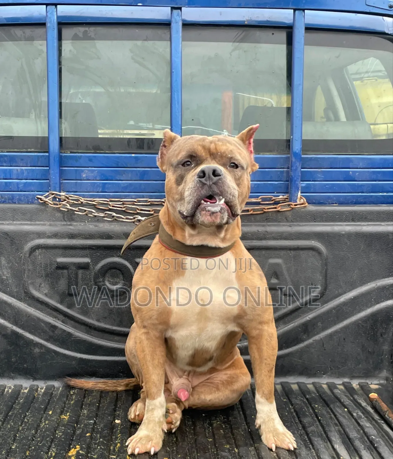 1+ year Male Purebred American Bully