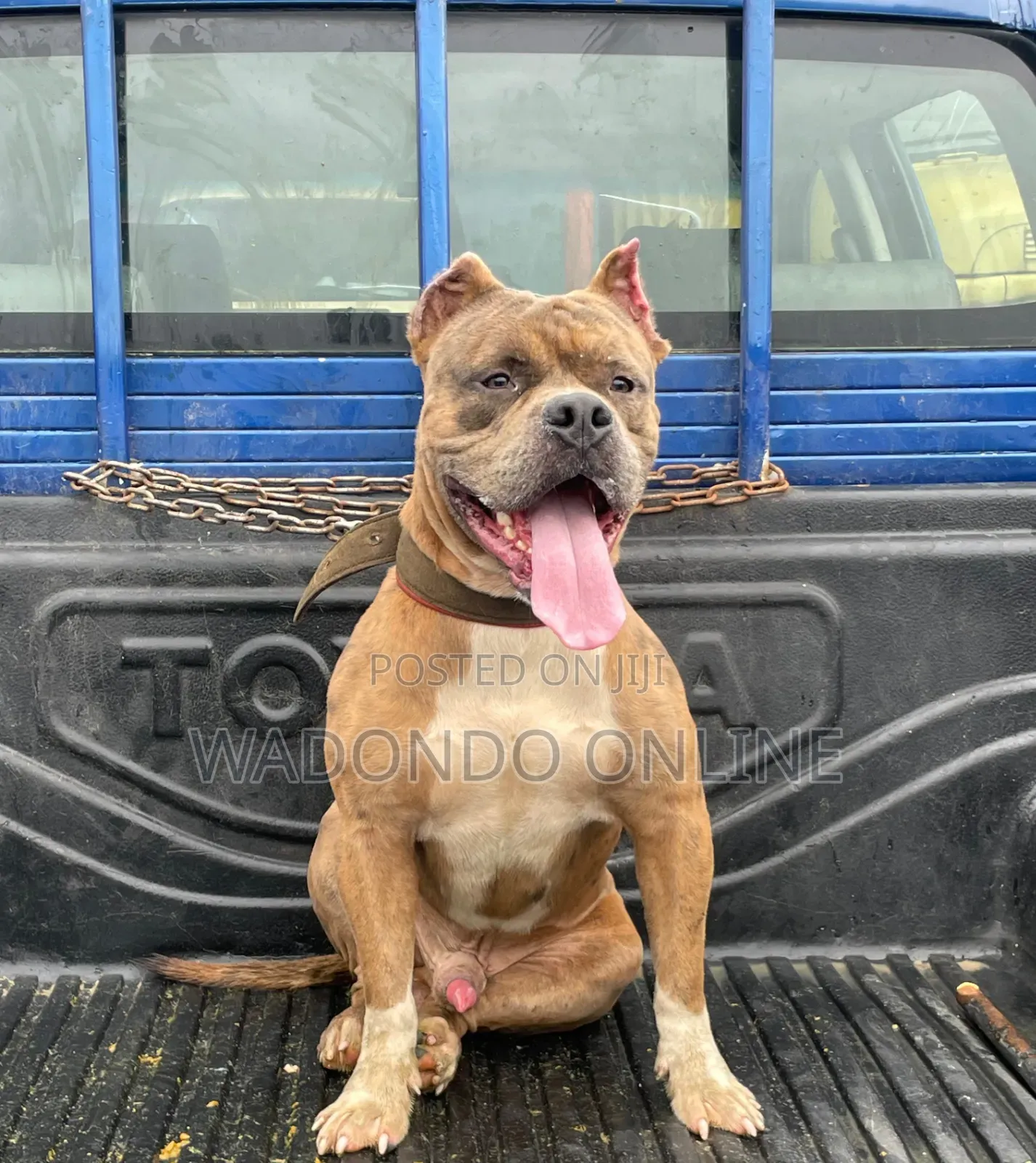 1+ year Male Purebred American Bully