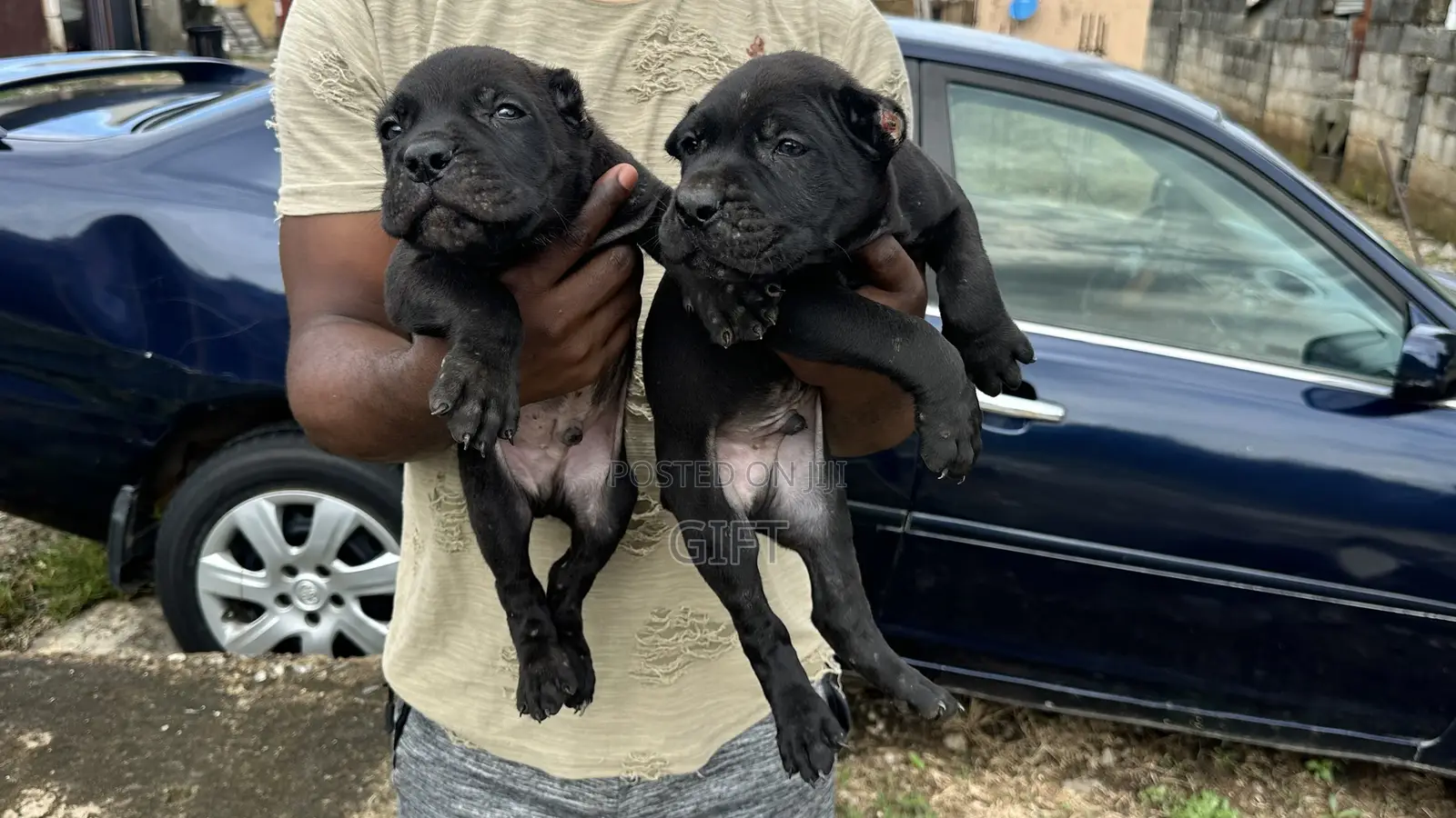 1-3 months Male Purebred Cane Corso