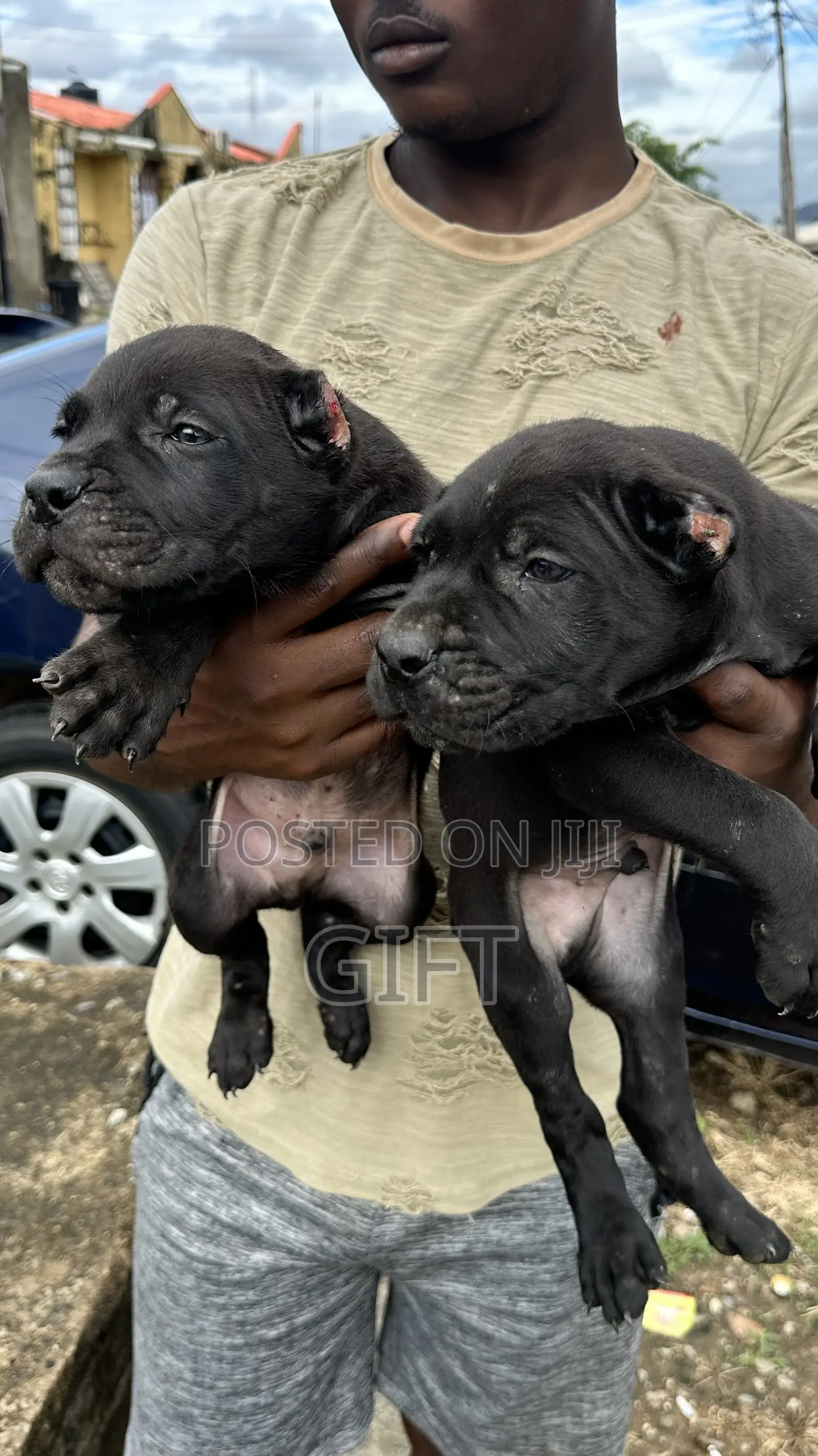 1-3 months Male Purebred Cane Corso