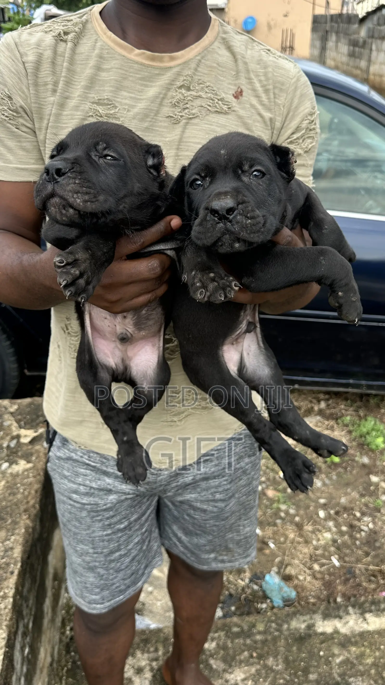 1-3 months Male Purebred Cane Corso