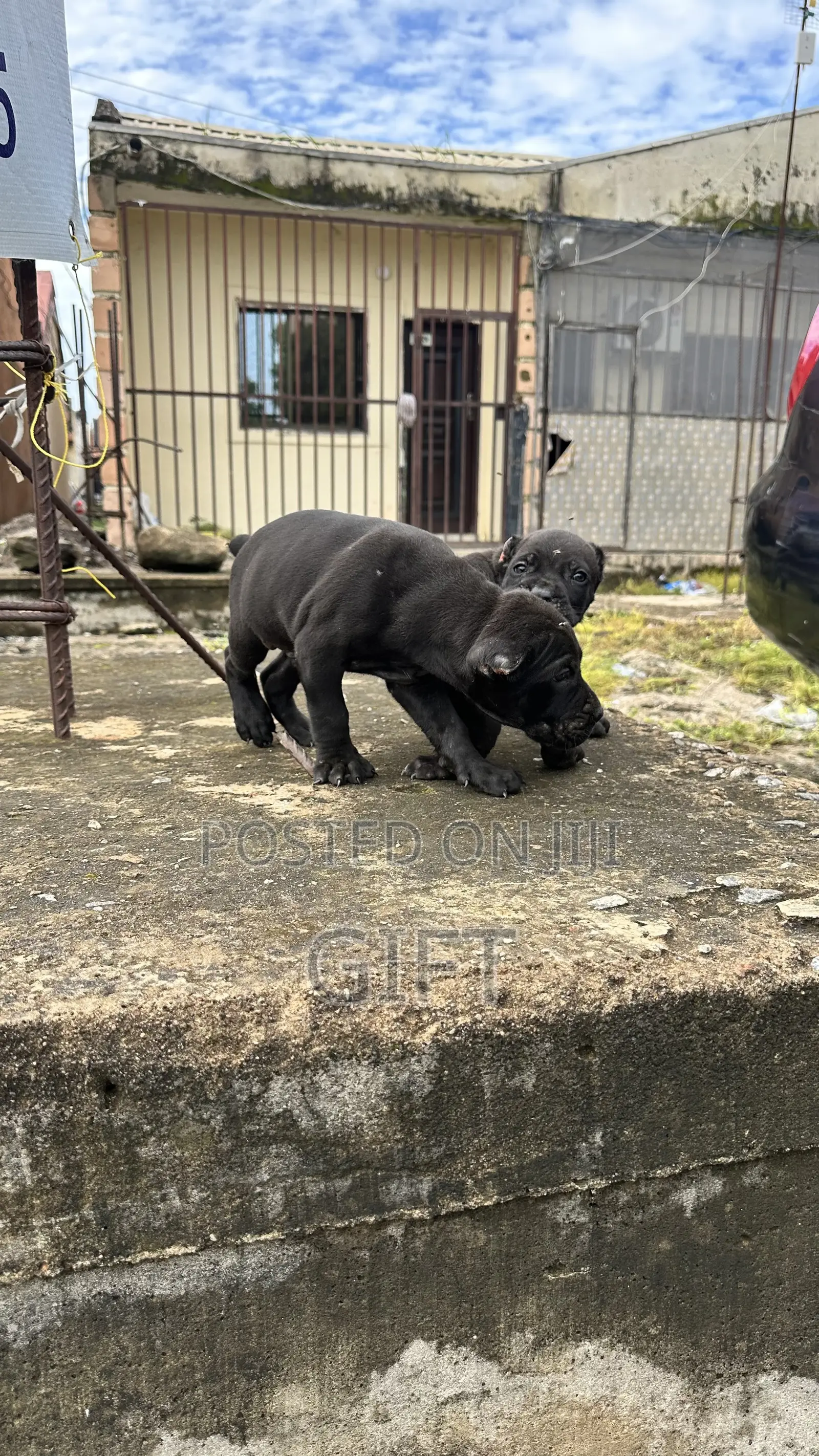 1-3 months Male Purebred Cane Corso