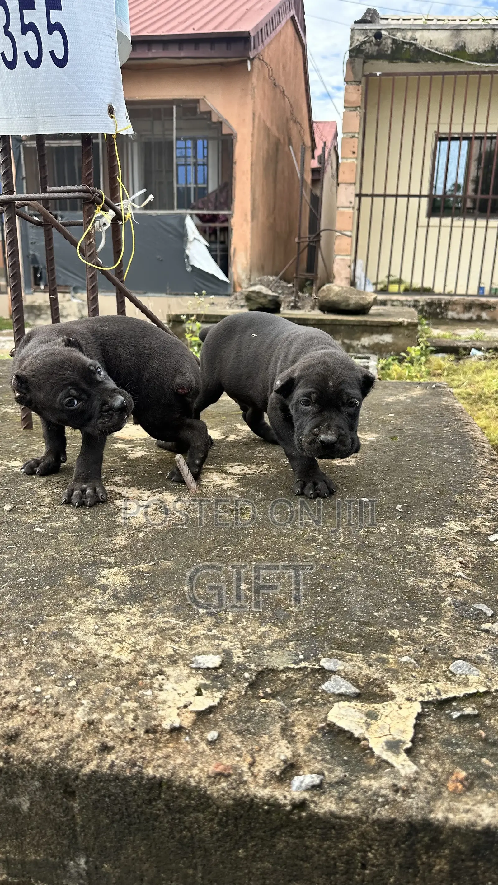 1-3 months Male Purebred Cane Corso