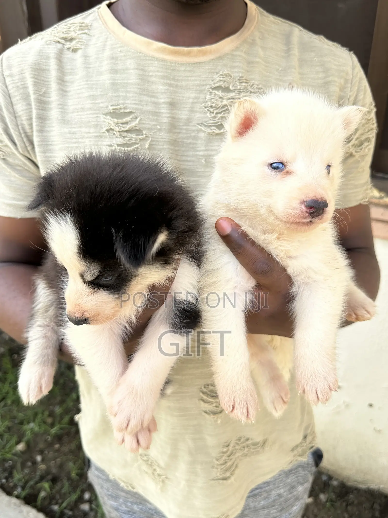 1-3 months Female Purebred Siberian Husky
