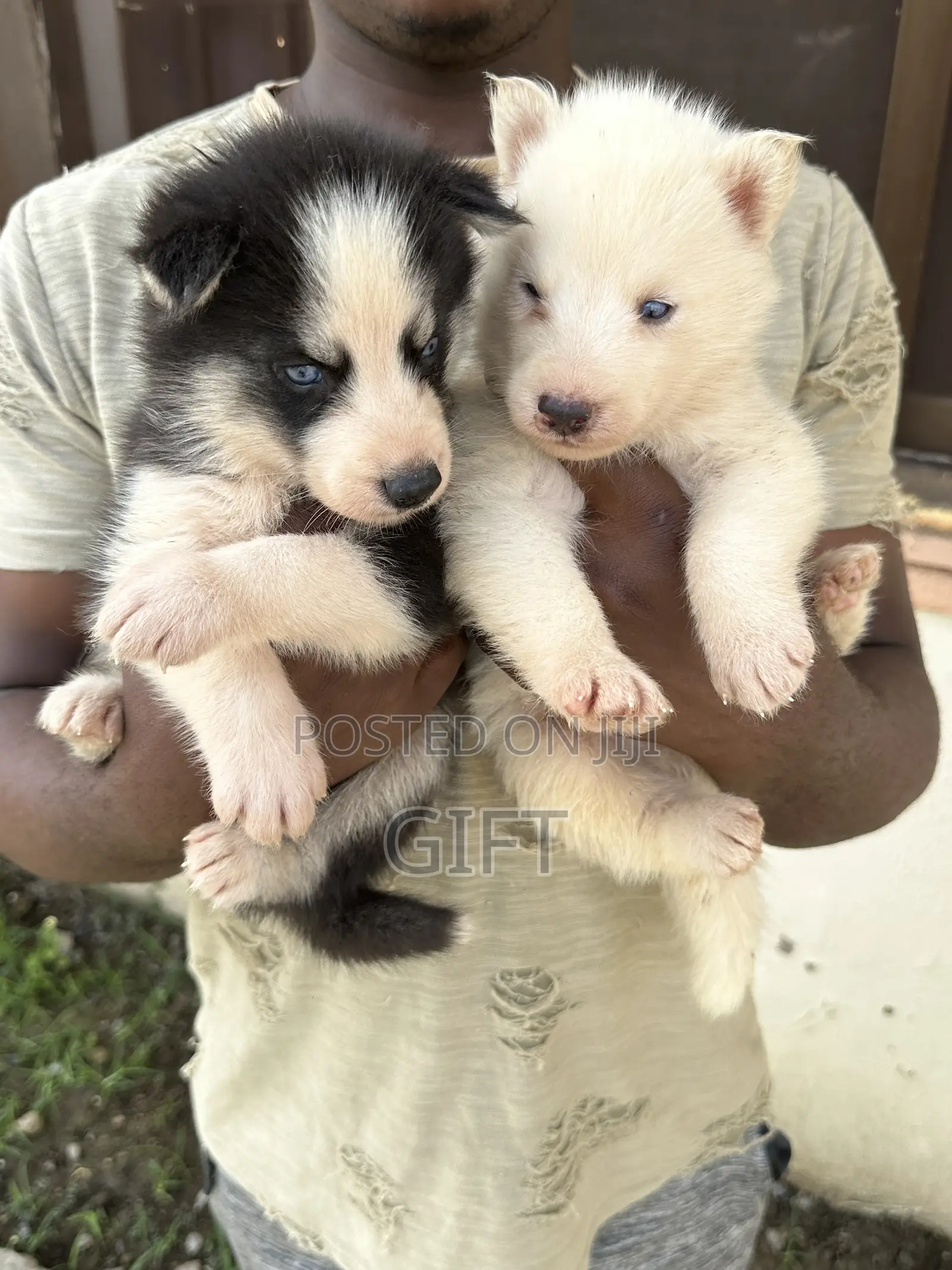 1-3 months Female Purebred Siberian Husky
