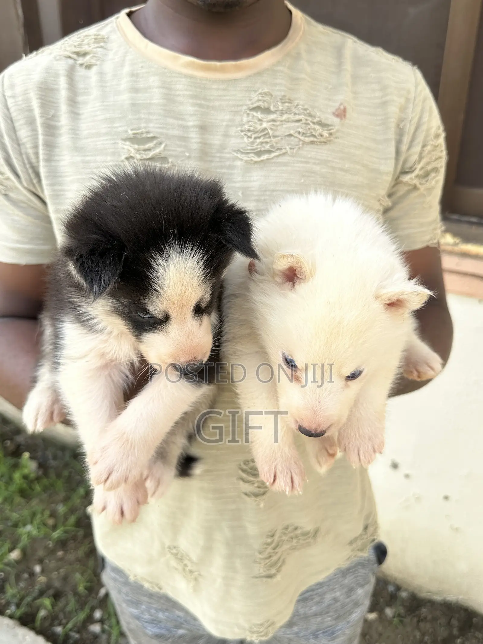 1-3 months Female Purebred Siberian Husky