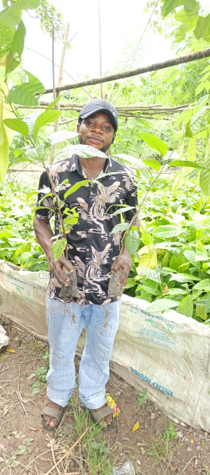 Healthy Hybrid Cocoa Yielding Seedlings Available for Sale.