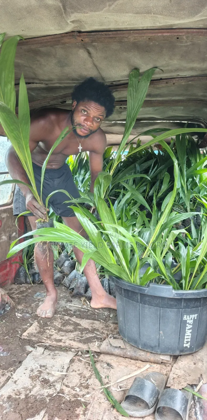 Healthy Grown Hybrid Tenera Oil Palm Seedlings Available for Sale