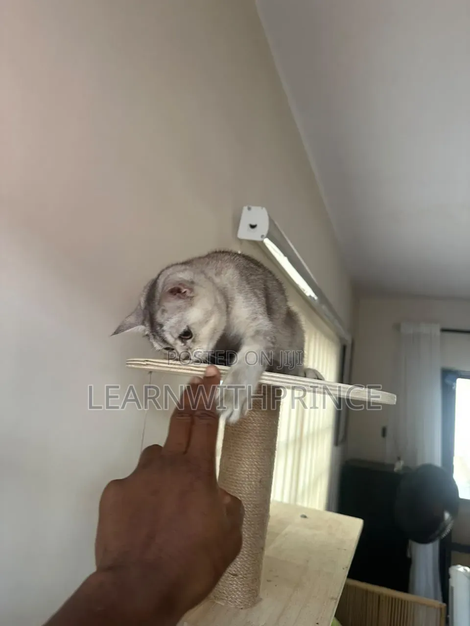 6-12 months Female Purebred British Shorthair