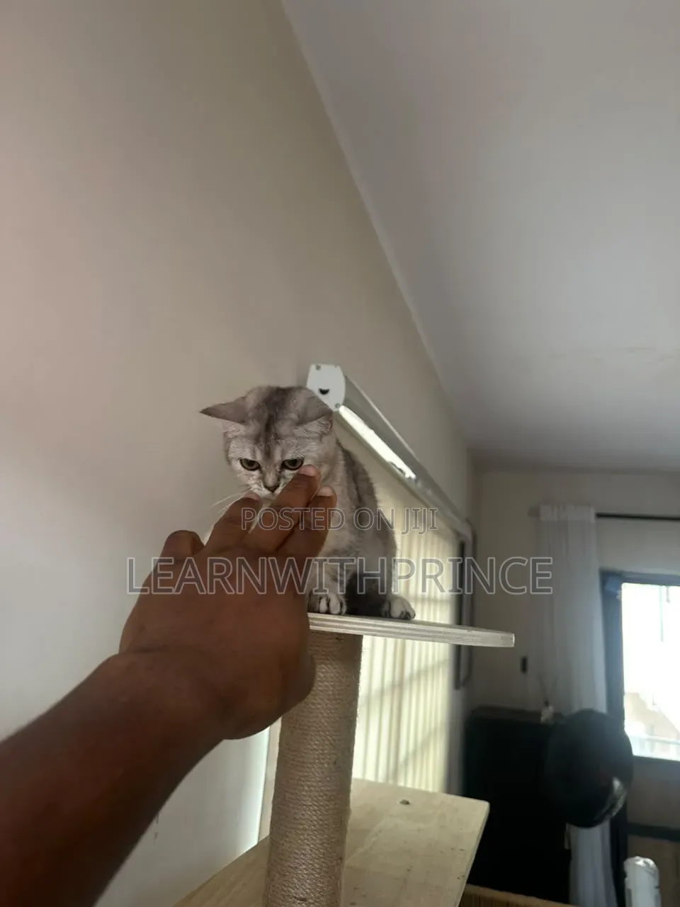 6-12 months Female Purebred British Shorthair