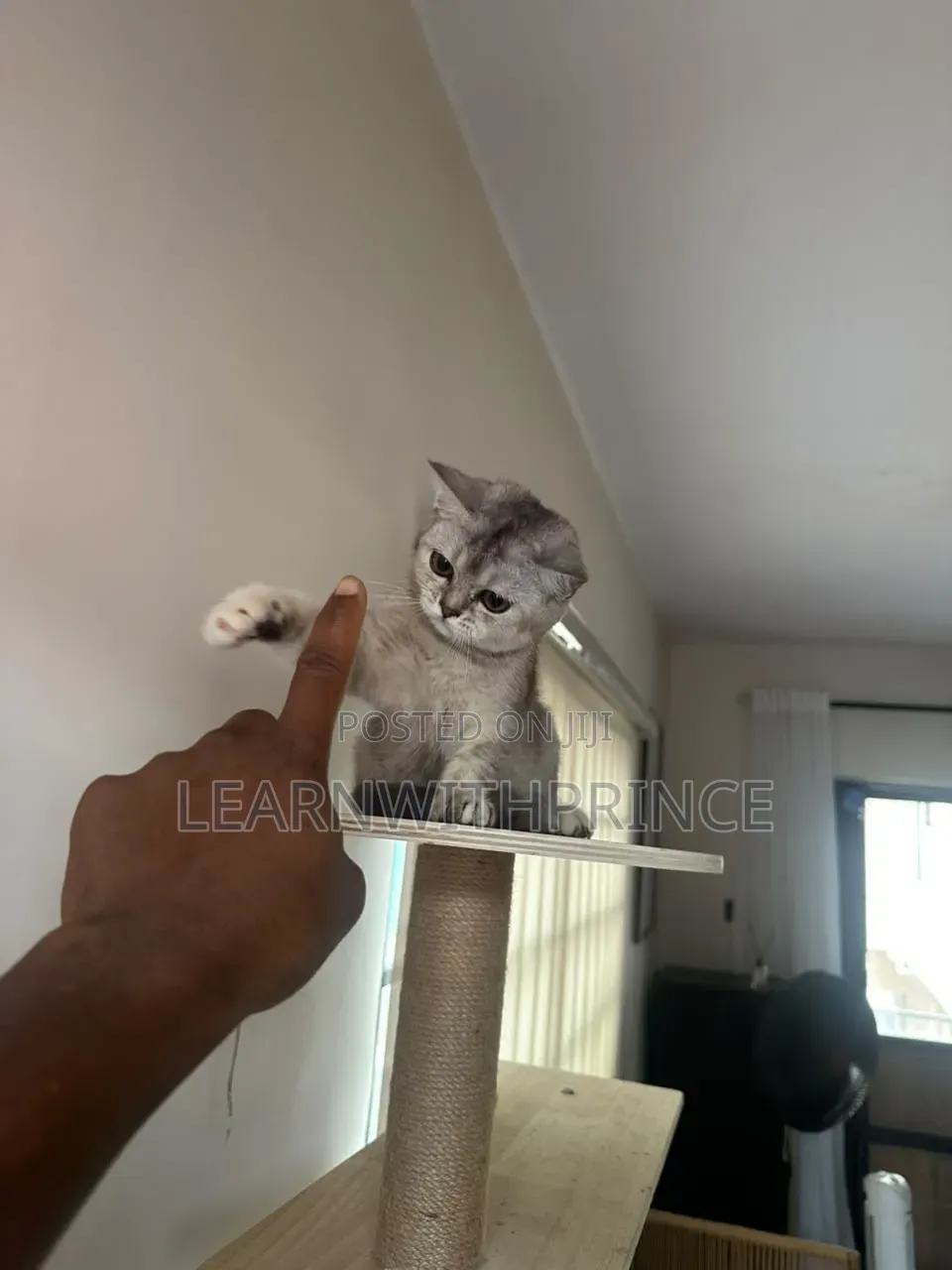 3-6 months Female Purebred British Shorthair