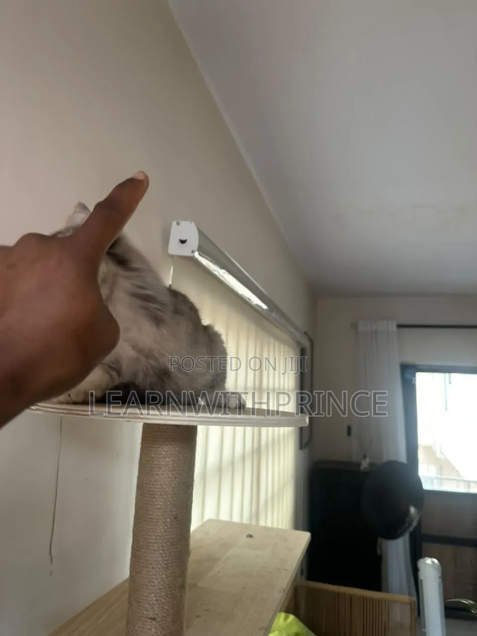 3-6 months Female Purebred British Shorthair