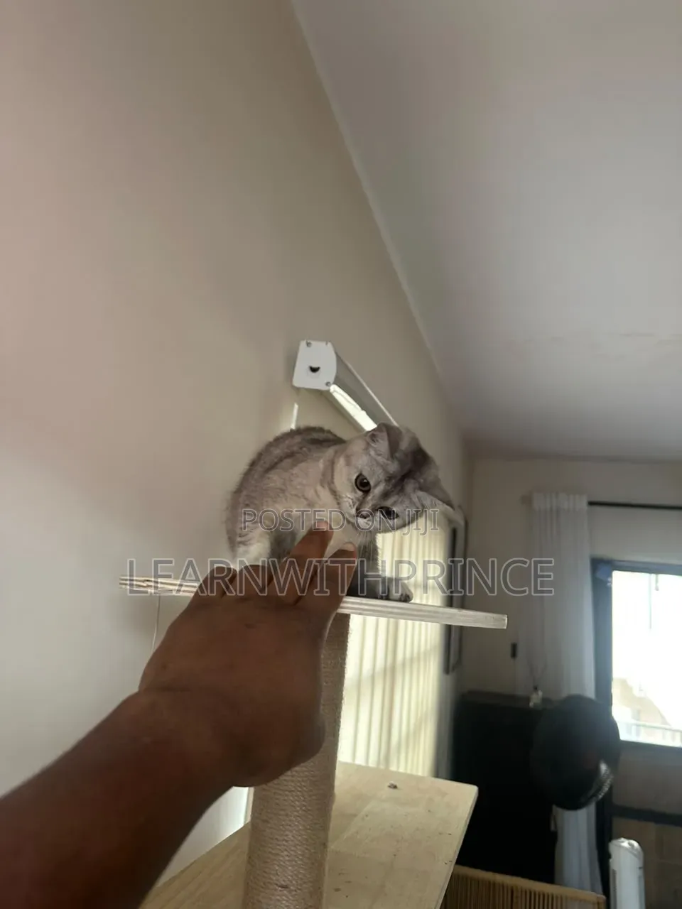 3-6 months Female Purebred British Shorthair