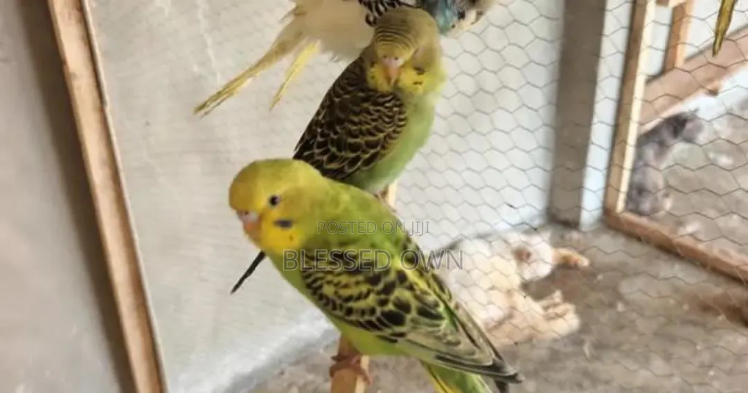 Colorful Budgies Parrot Bird