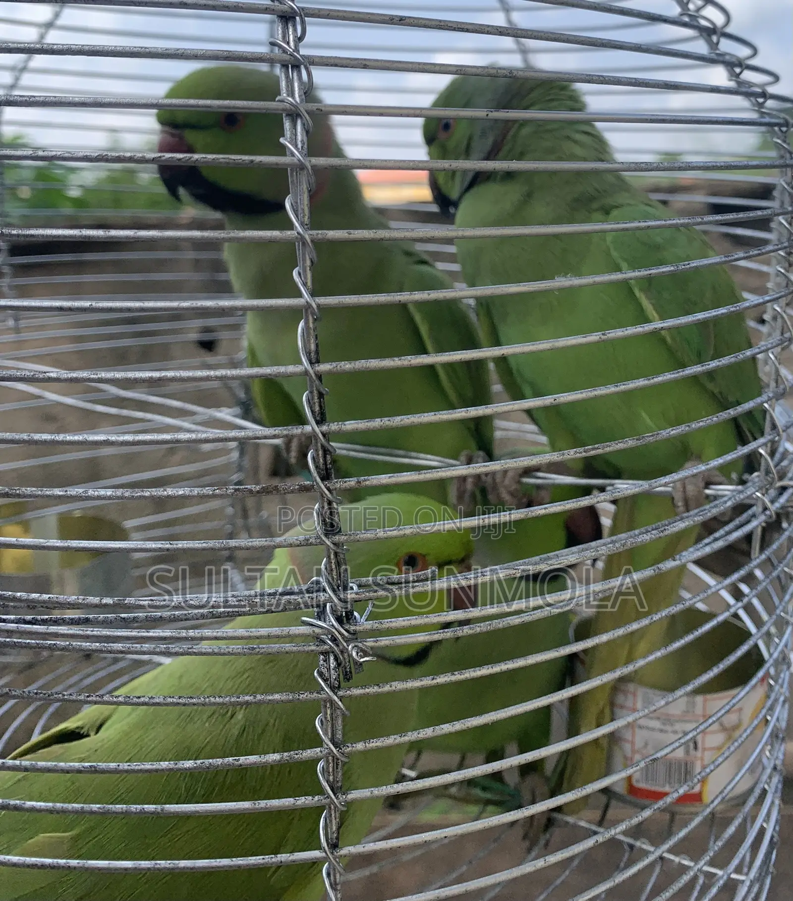 Indian Ringneck Birds