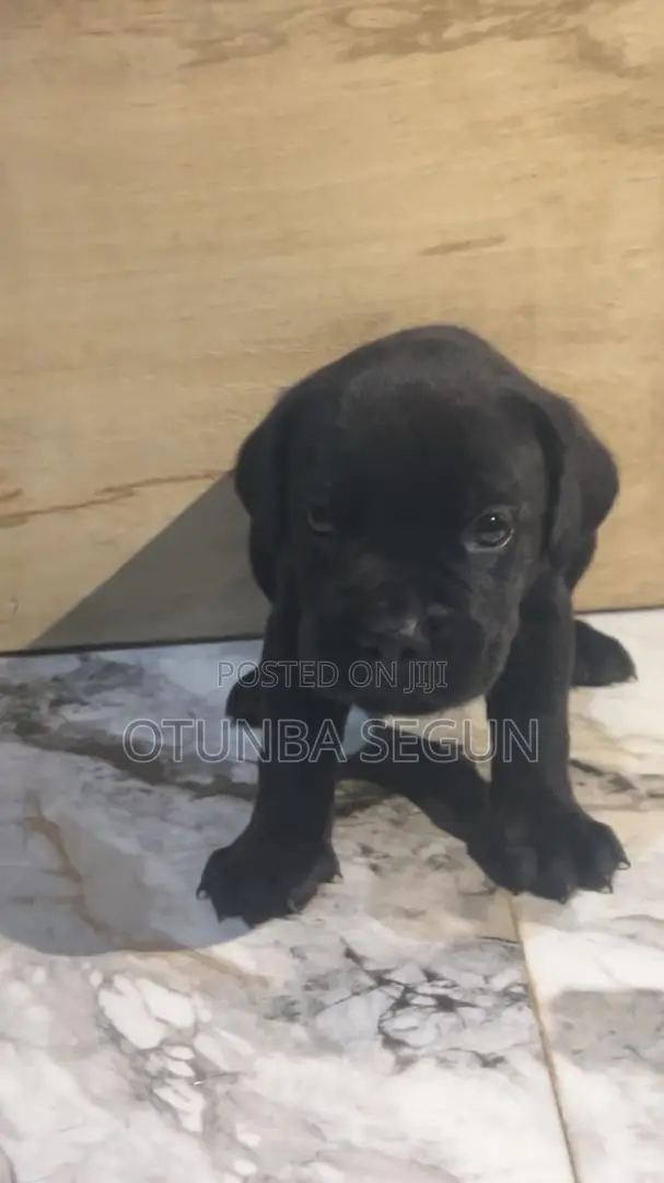 0-1 month Male Purebred Cane Corso