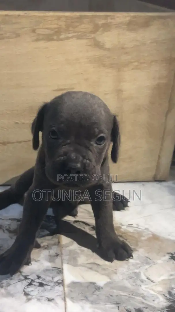 0-1 month Male Purebred Cane Corso